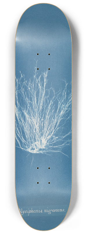 Anna Atkins - Polysiphonia nigrescens 8.25 inch art skate deck