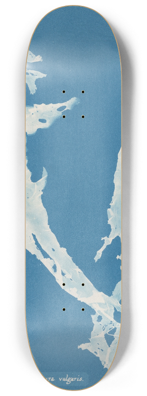 Anna Atkins - Porphyra vulgaris 8.25 inch art skate deck