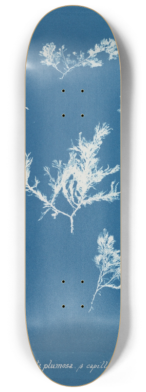 Anna Atkins - Ptilota plumosa  capillaris 8.25 inch art skate deck