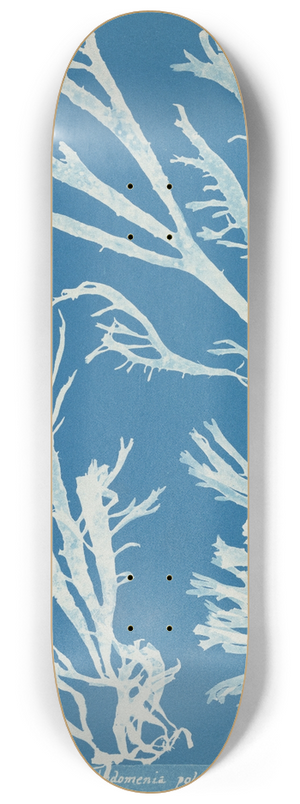 Anna Atkins - Rhodomenia polycarpa. 8.25 inch art skate deck