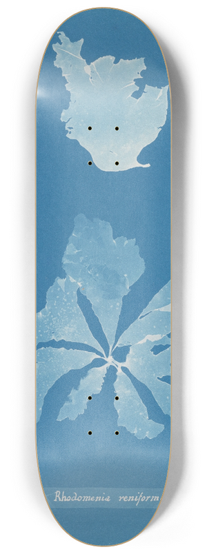 Anna Atkins - Rhodomenia reniformis 8.25 inch art skate deck