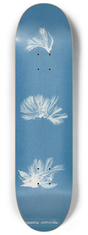 Anna Atkins - Schizonema comoides 8.25 inch art skate deck