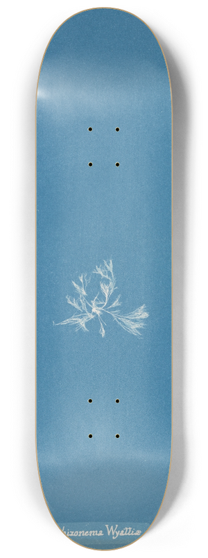 Anna Atkins - Schizonema Wyattiae 8.25 inch art skate deck