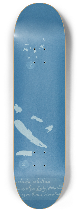Anna Atkins - Sphacelaria velutina; 1. Tufts (some only entirely) detached; 2. [Tufts] growing on Fucus serratus 8.25 inch art skate deck