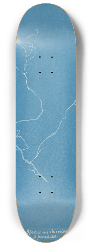 Anna Atkins - Sporochnus rhizodes  paradoxa 8.25 inch art skate deck
