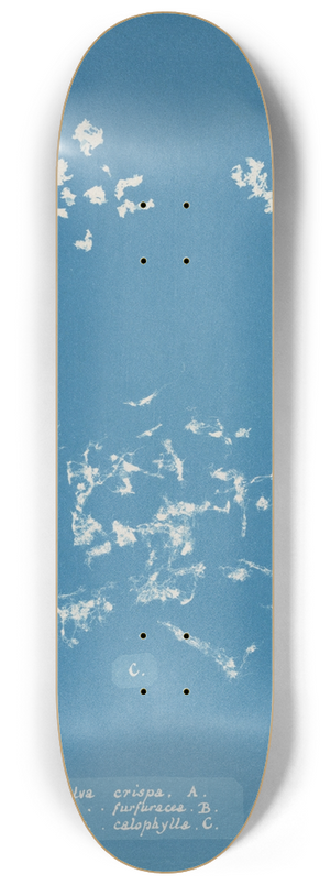 Anna Atkins - Ulva crispa, A. 8.25 inch art skate deck