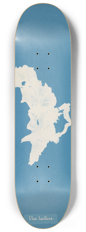 Anna Atkins - Ulva lactuca 8.25 inch art skate deck