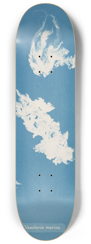Anna Atkins - Vaucheria marina 8.25 inch art skate deck