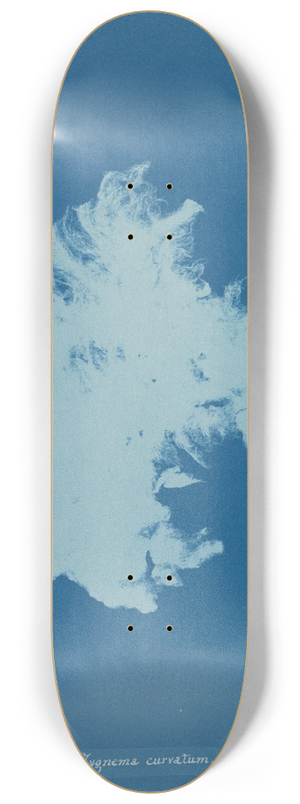 Anna Atkins - Zygnema curvatum 8.25 inch art skate deck