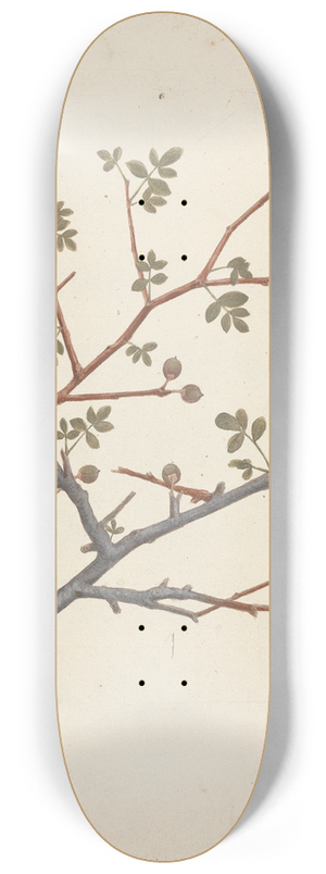 Luigi Balugani - Commiphora gileadensis (L.) C. Chr. (Balm of Gilead, Opobalsam) 8.25 inch art skate deck