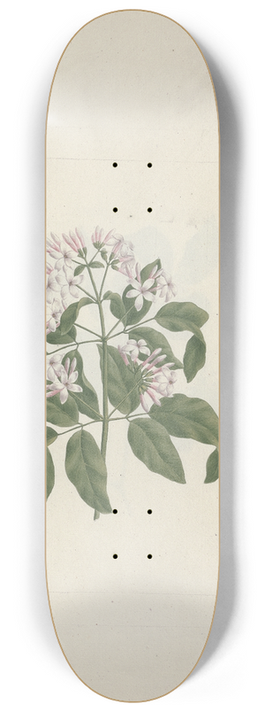 Luigi Balugani - Jasminum abyssinicum DC. (Ethiopian Jasmine) 8.25 inch art skate deck