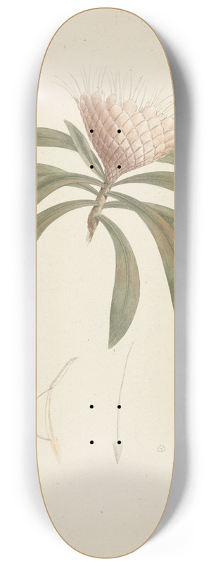 Luigi Balugani - Protea gaguedi J.F. Gmel. (Protea) 8.25 inch art skate deck
