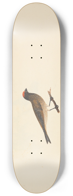 Luigi Balugani - Unidentified Bird 8.25 inch art skate deck