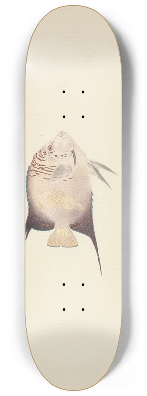 Luigi Balugani - Unidentified Fish 8.25 inch art skate deck