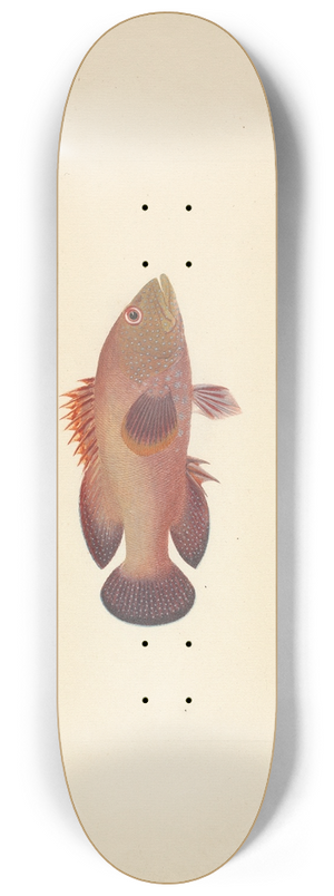 Luigi Balugani - Unidentified Fish 8.25 inch art skate deck