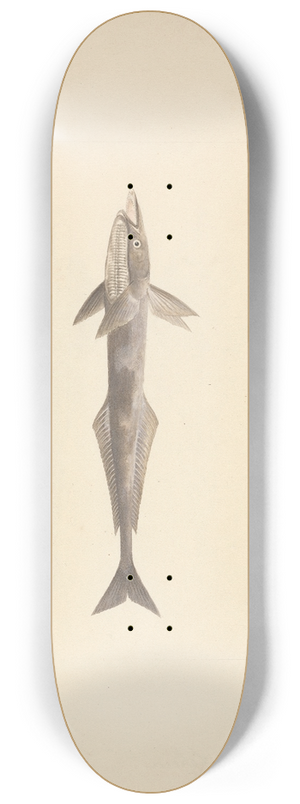 Luigi Balugani - Unidentified Fish 8.25 inch art skate deck