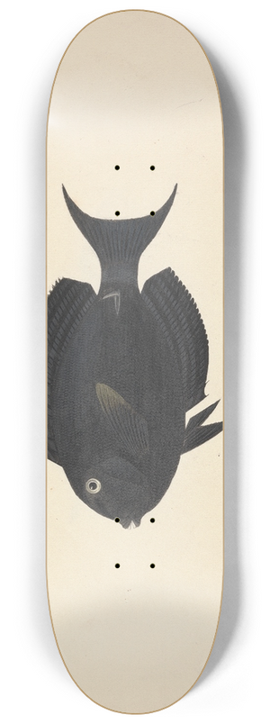 Luigi Balugani - Unidentified Fish 8.25 inch art skate deck