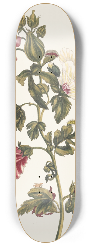 Maria Sibylla Merian - Althea 8.25 inch art skate deck