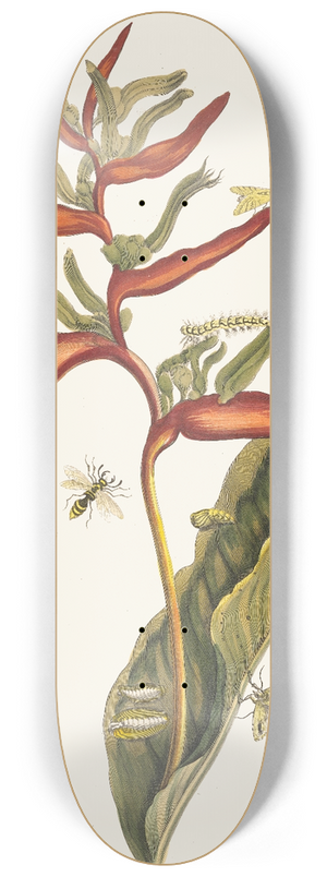 Maria Sibylla Merian - Ballia 8.25 inch art skate deck