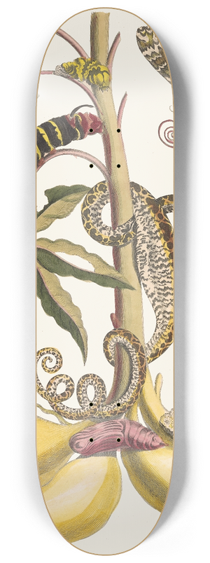 Maria Sibylla Merian - Cassave 8.25 inch art skate deck