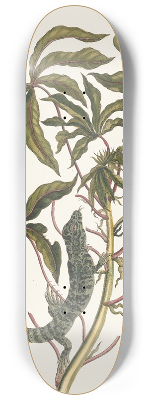 Maria Sibylla Merian - Cassave 8.25 inch art skate deck