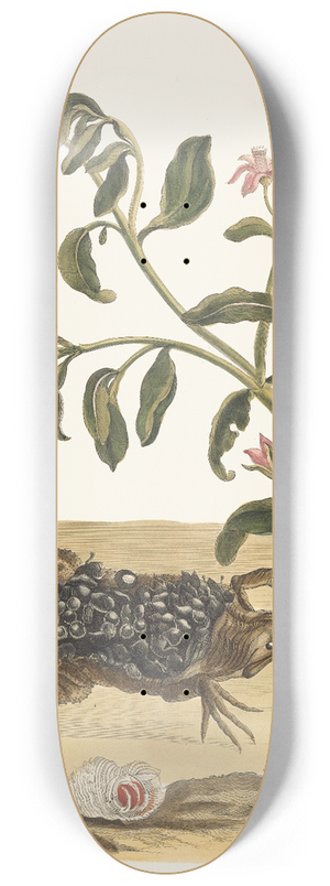 Maria Sibylla Merian - Cresson 8.25 inch art skate deck Maria Sibylla Merian - Cresson 8.25 inch art skate deck