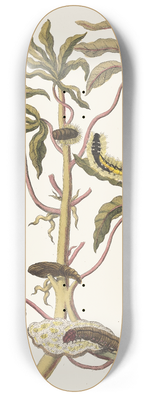 Maria Sibylla Merian - Guajava alba dulcis 8.25 inch art skate deck