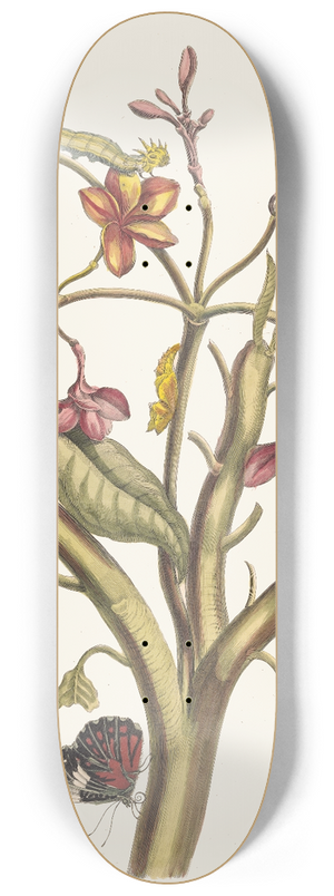 Maria Sibylla Merian - Jasmin des Indes 8.25 inch art skate deck