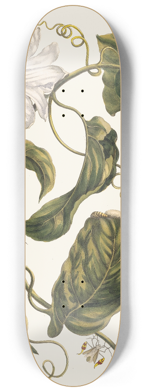 Maria Sibylla Merian - Marquiaas 8.25 inch art skate deck