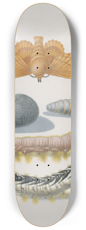 Maria Sibylla Merian - Metamorphosis of the Lappet 8.25 inch art skate deck
