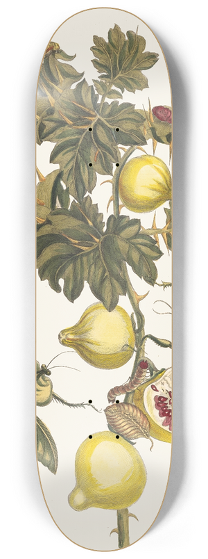 Maria Sibylla Merian - Pomme de Sodome 8.25 inch art skate deck
