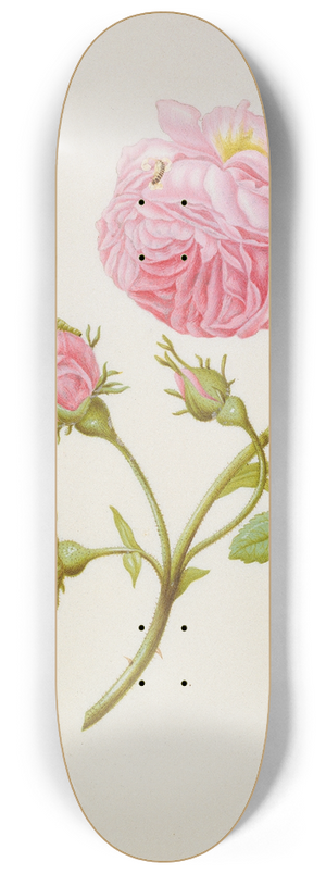 Maria Sibylla Merian - Rose with Metamorphosis of Leaf Roller and a Glued Beetle Larva 8.25 inch art skate deck
