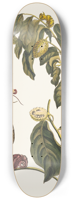Maria Sibylla Merian - Zursak 8.25 inch art skate deck