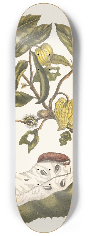 Maria Sibylla Merian - Zuursak 8.25 inch art skate deck
