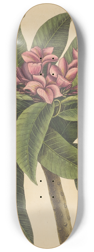 Mark Catesby - Red Frangipanni (Plumeria rubra) 8.25 inch art skate deck