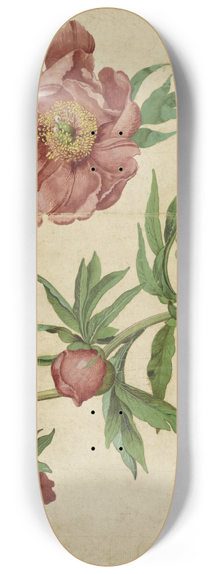 Martin Schongauer - Studies of Peonies 8.25 inch art skate deck