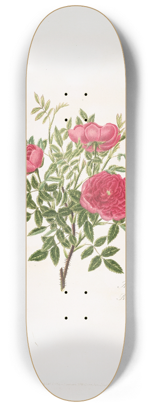 Mary Lawrance - Rosa centifolia5 8.25 inch art skate deck