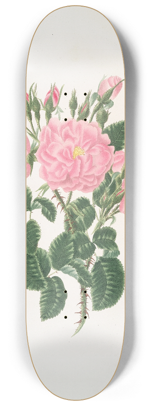 Mary Lawrance - Rosa damascena 8.25 inch art skate deck