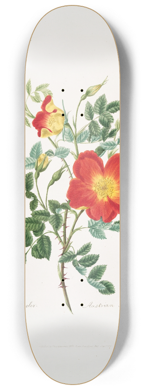 Mary Lawrance - Rosa lutea-bicolor 8.25 inch art skate deck