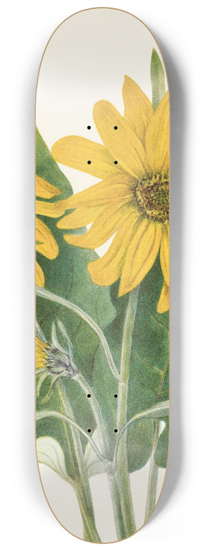 Mary Vaux Walcott - Balsamroot. (Balsamorhiza sagittata) 8.25 inch art skate deck