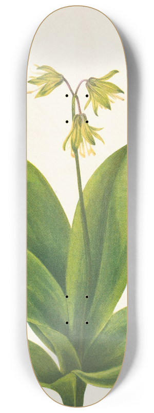 Mary Vaux Walcott - Bluebead. Clintonia borealis 8.25 inch art skate deck