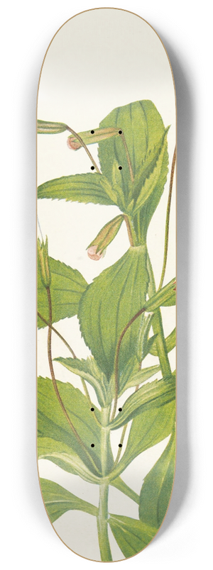 Mary Vaux Walcott - Cardinal Monkeyflower. Mimulus cardinalis 8.25 inch art skate deck