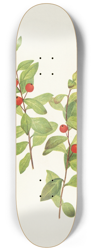 Mary Vaux Walcott - Red Comandra. Comandra livida 8.25 inch art skate deck