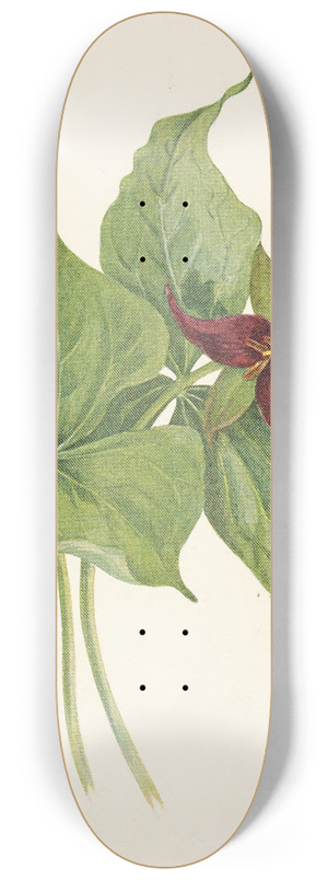 Mary Vaux Walcott - Red Trillium. Trillium erectum 8.25 inch art skate deck