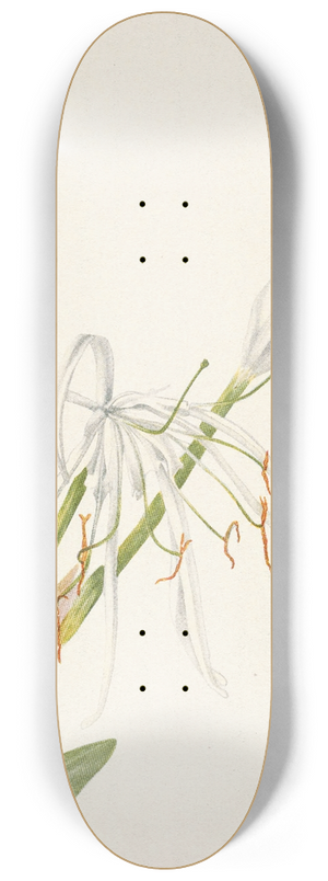 Mary Vaux Walcott - Spiderlily. Hymenocallis rotata 8.25 inch art skate deck