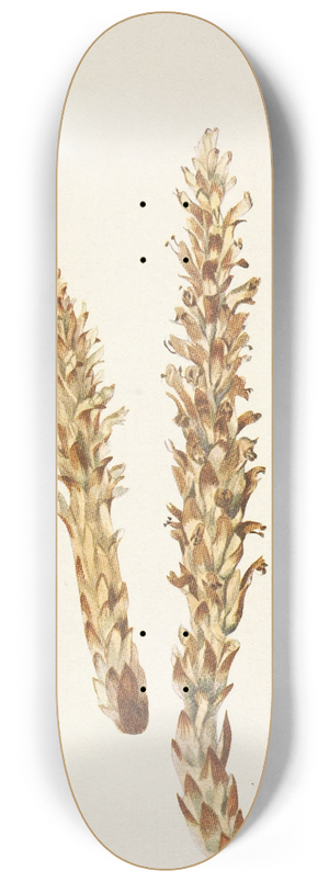 Mary Vaux Walcott - Squawroot. Conopholis americana 8.25 inch art skate deck