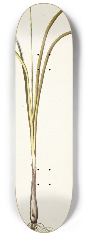 Nikolaus Joseph Freiherr von Jacquin - Allium suaveolens 8.25 inch art skate deck