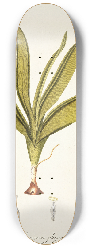 Nikolaus Joseph Freiherr von Jacquin - Anthericum physodes 8.25 inch art skate deck