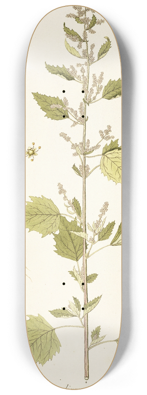 Nikolaus Joseph Freiherr von Jacquin - Chenopodium guineense 8.25 inch art skate deck