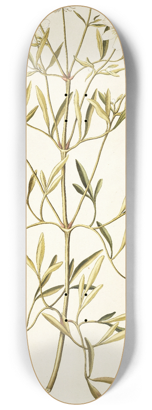 Nikolaus Joseph Freiherr von Jacquin - Clematis angustifolia 8.25 inch art skate deck